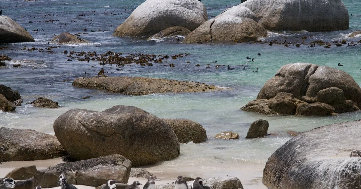 A Punta San Juan i pinguini sono passati da 5.000 a 300