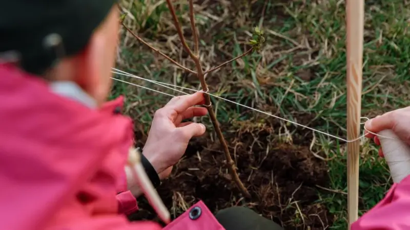 Baraka pianta alberi mentre i fondi non arrivano