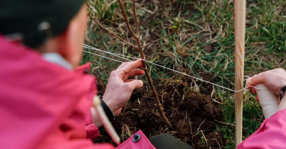 Baraka pianta alberi mentre i fondi non arrivano