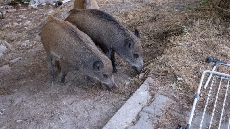 Giani vuole allevare cinghiali in un Parco Nazionale