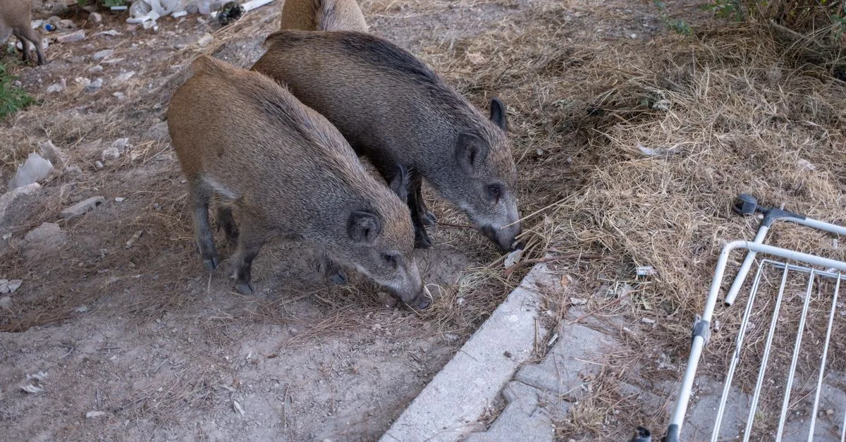 Giani vuole allevare cinghiali in un Parco Nazionale