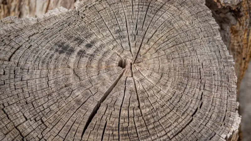 Gli anelli degli alberi hanno visto ciò che i pluviometri non vedono