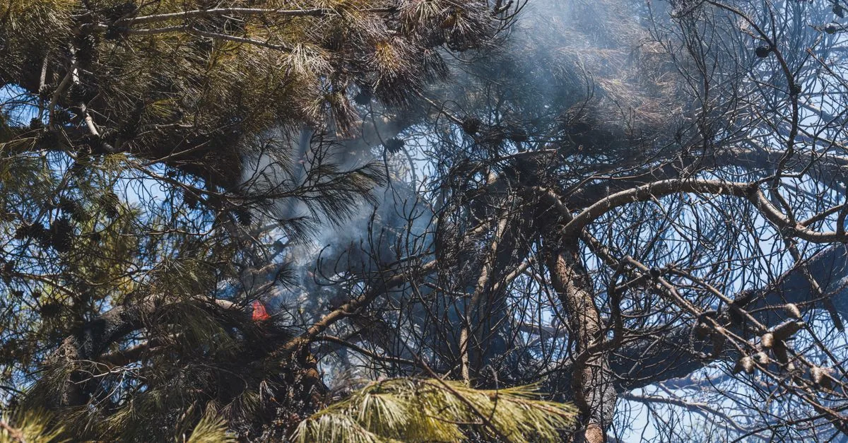 Gli incendi in Bolivia bruciano per il terzo anno di fila