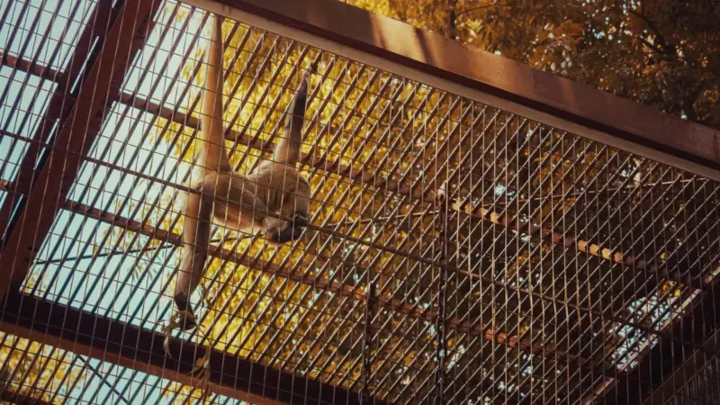 I procuratori indagano su un buco allo zoo di Surabaya