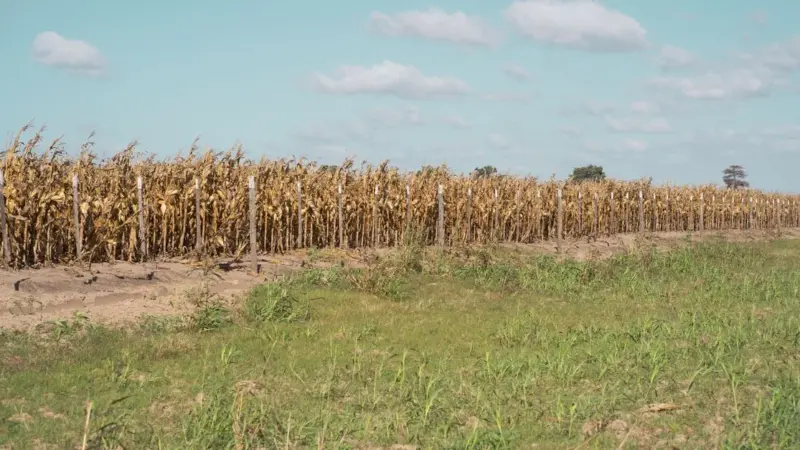 Il Kenya ha una strategia agroecologica che non trova i fondi
