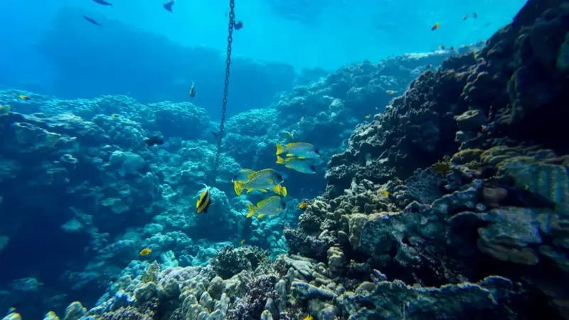 Il mare è diventato più acido di dieci volte più in fretta