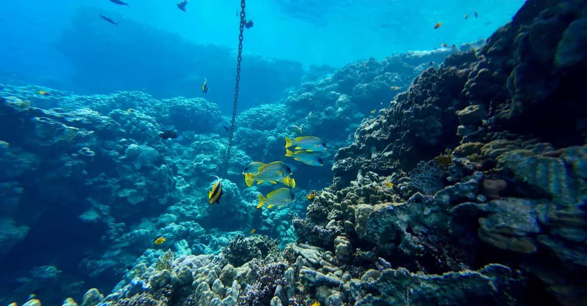 Il mare è diventato più acido di dieci volte più in fretta
