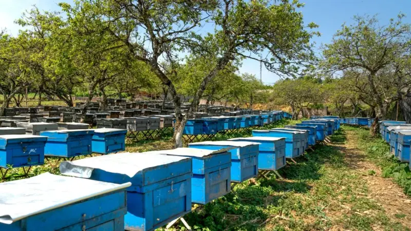 Il miele moldavo non si ferma nemmeno con la produzione dimezzata