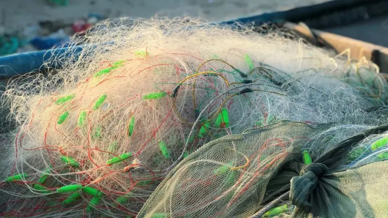 Il pesce più mangiato in Amazonas ha ingerito microplastiche