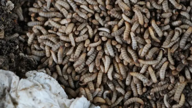 Il riciclo dei rifiuti alimentari nasconde un conto da 20.000 tonnellate