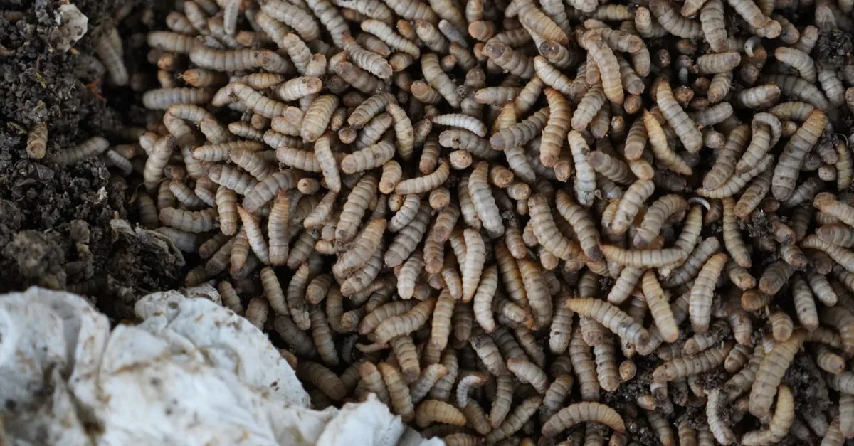 Il riciclo dei rifiuti alimentari nasconde un conto da 20.000 tonnellate