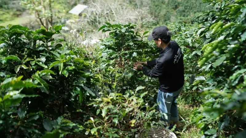Il Vietnam ha deforestato gli Altopiani per coltivare caffè
