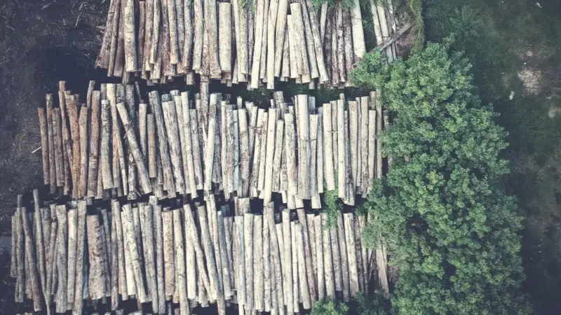 In Amazzonia la deforestazione è crollata