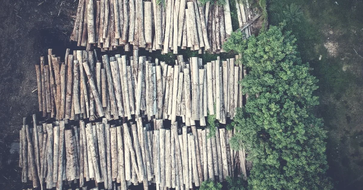 In Amazzonia la deforestazione è crollata