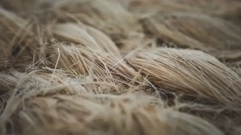La Bielorussia vuole far riconoscere il suo lino come patrimonio agricolo