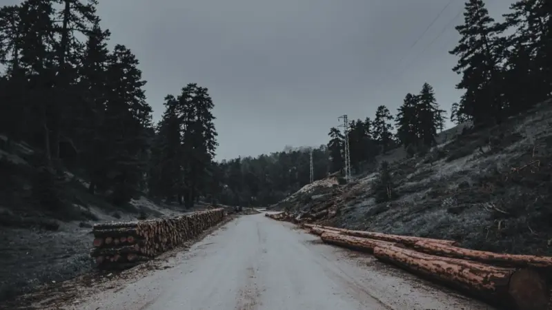 La Commissione ha tolto il cuoio dalla legge sulla deforestazione