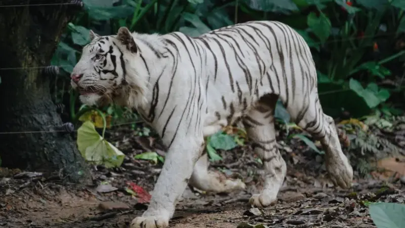 La doppia velocità della tigre: sorpasso in India, vuoto in Cambogia