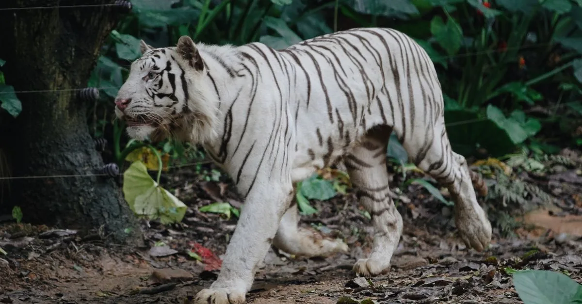La doppia velocità della tigre: sorpasso in India, vuoto in Cambogia