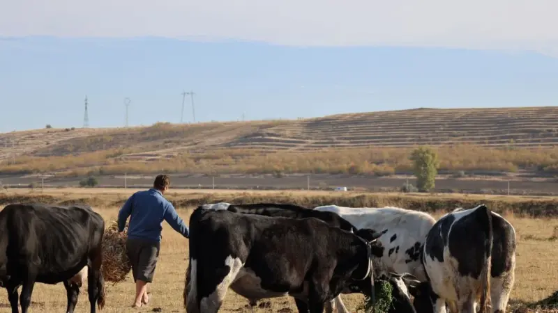 La FAO fotografa le vacche per contare le estinzioni