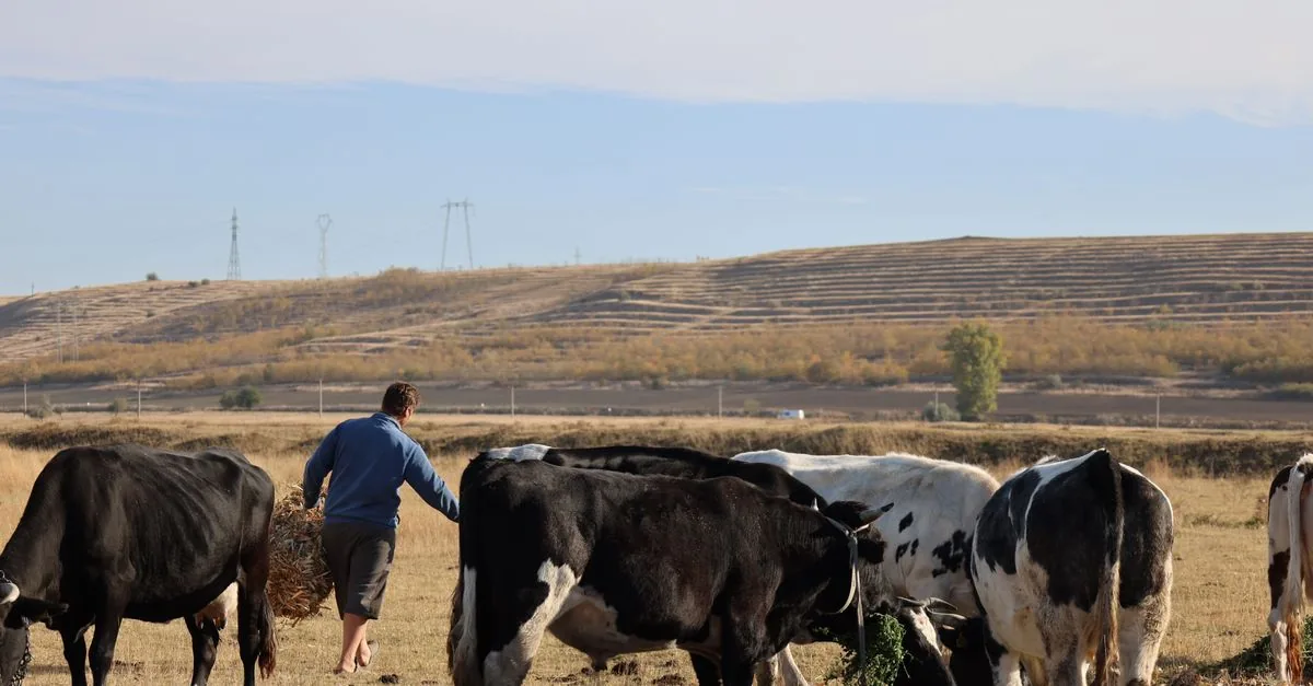 La FAO fotografa le vacche per contare le estinzioni