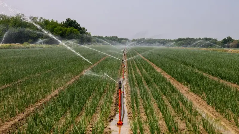 La fumigazione funziona ma il terreno si stanca