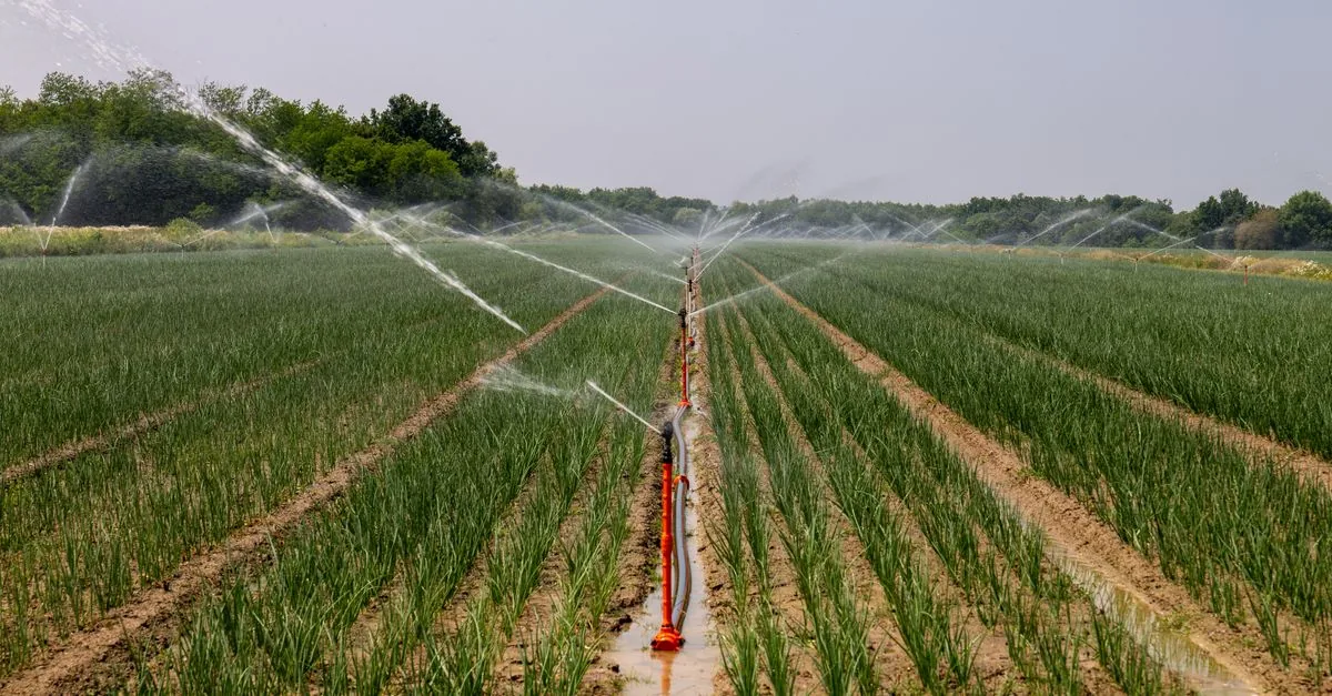 La fumigazione funziona ma il terreno si stanca