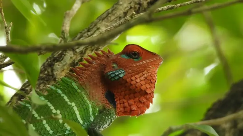 La IUCN ha messo in guardia sulle specie da spostare