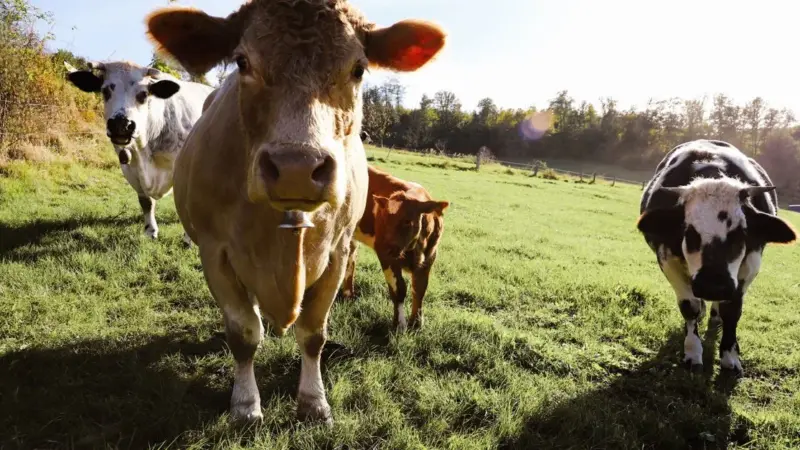 La prima causa climatica contro la carne riguarda JBS