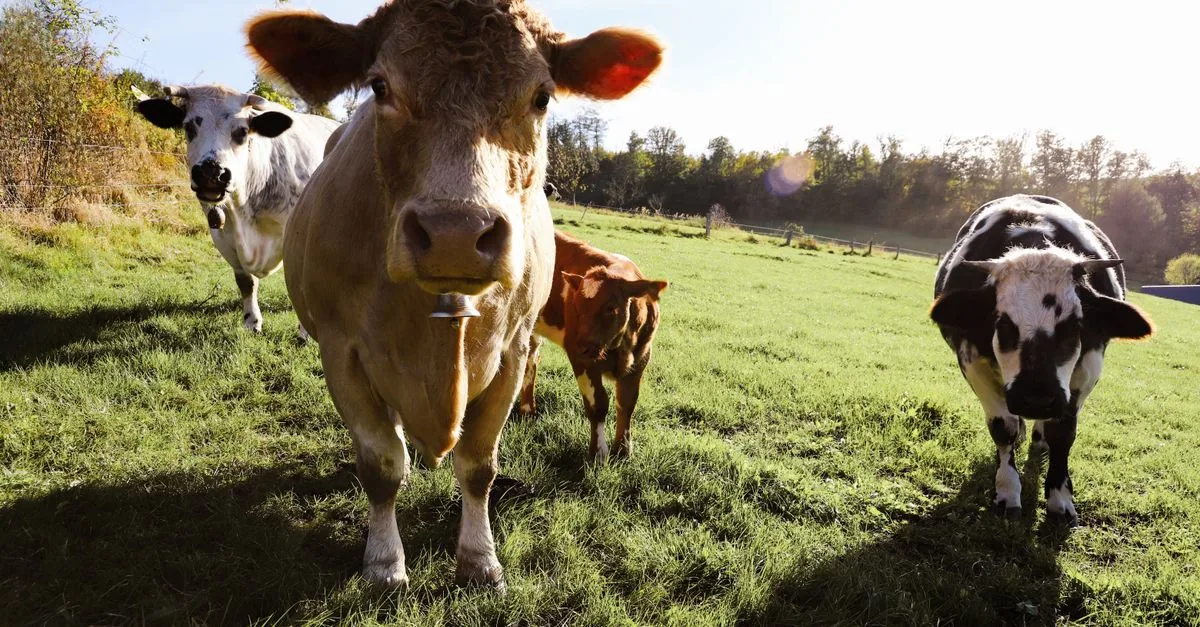 La prima causa climatica contro la carne riguarda JBS