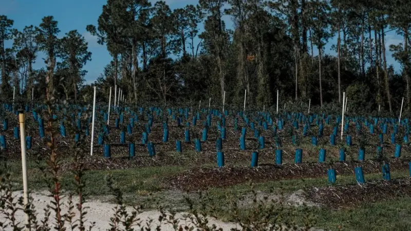 La Serbia ha formato tredici esperti per salvare le sue foreste