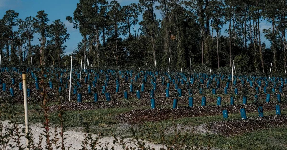 La Serbia ha formato tredici esperti per salvare le sue foreste