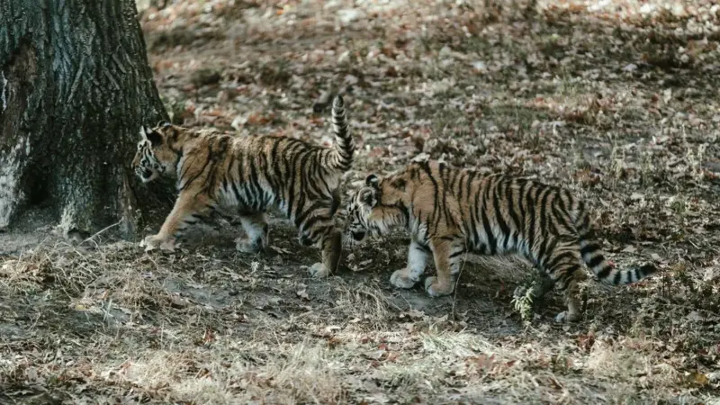 Le tigri in India vivono sempre più fuori dalle riserve