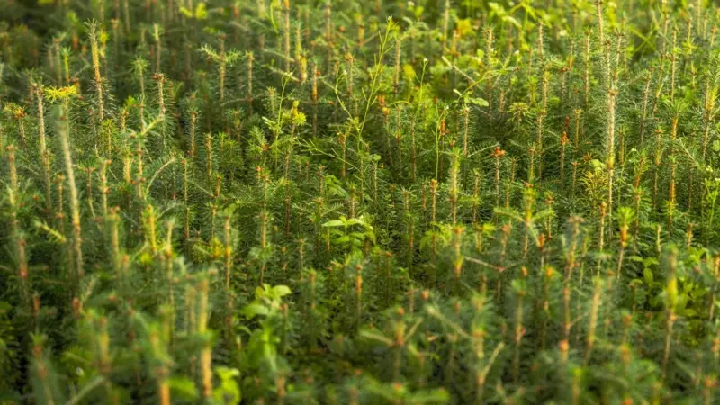 L'uomo che ha ripiantato 100mila ettari di foresta è morto nel silenzio