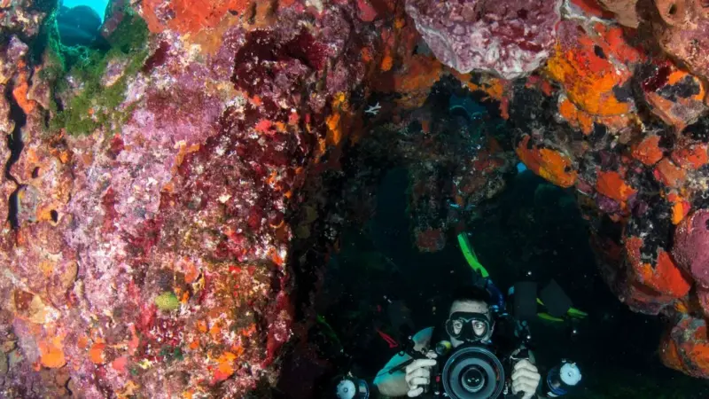 Gli scienziati hanno applaudito una mappa dei coralli