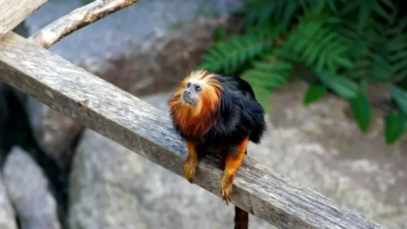 Hanno vaccinato 500 tamarini, ma la foresta è al 2%