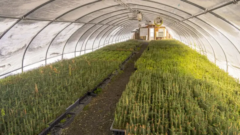 Il Bangladesh ha vietato gli alberi che crescono in fretta