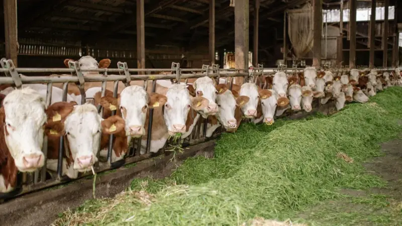 L'Indiana ha 937 fattorie biologiche e importa il mangime