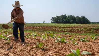 L'USDA ha stanziato 700 milioni per l'agricoltura rigenerativa