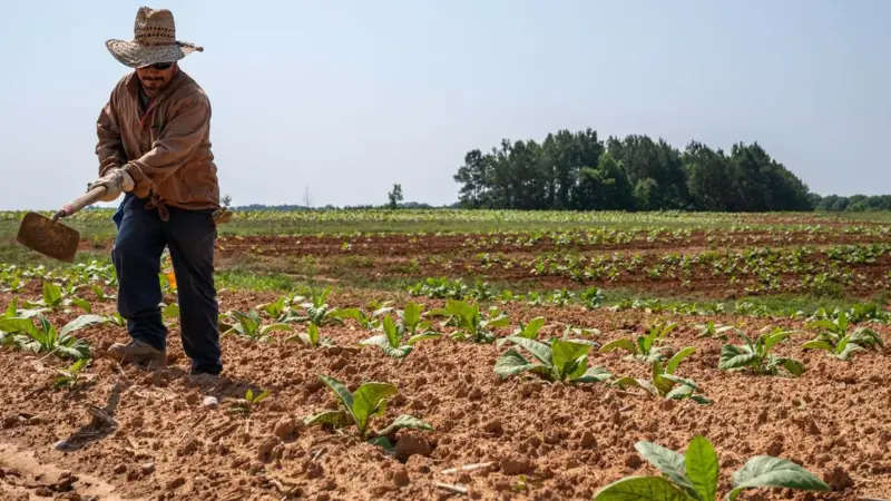 L'USDA ha stanziato 700 milioni per l'agricoltura rigenerativa