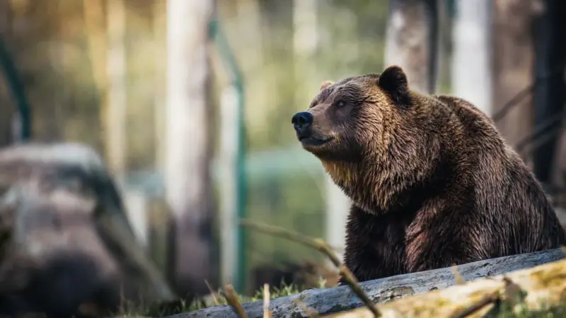 Pescasseroli ha ospitato la conferenza, ma gli orsi restano 81