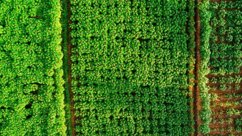 Un costruttore ha comprato sei ettari di verde a Livorno