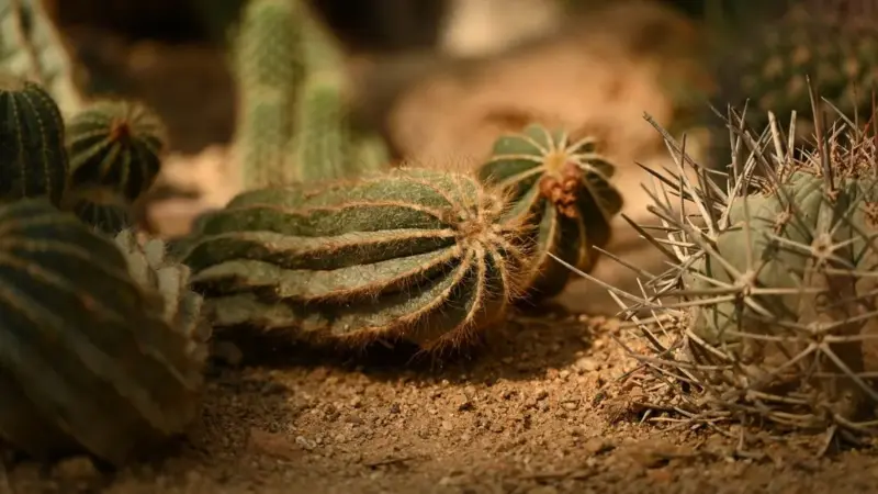 Una pianta del deserto è quasi scomparsa per colpa del collezionismo