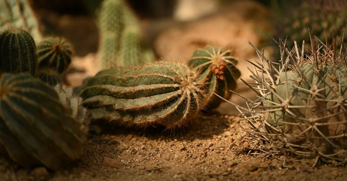 Una pianta del deserto è quasi scomparsa per colpa del collezionismo