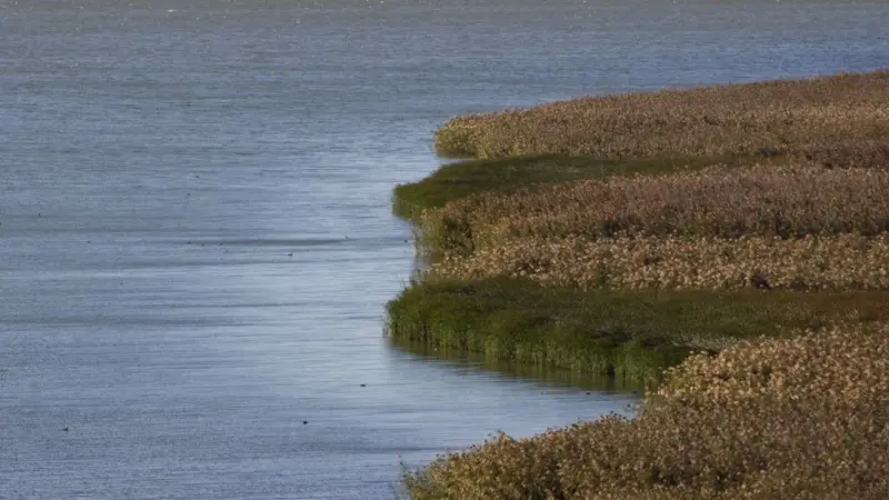 Uno studio ha ribaltato i dati sulle specie invasive